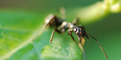 ¿Quieres saber más de las hormigas?