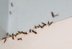 Eliminar hormigas con desinsectación