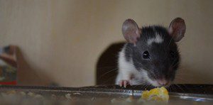 Revertir presencia de ratas con desratización