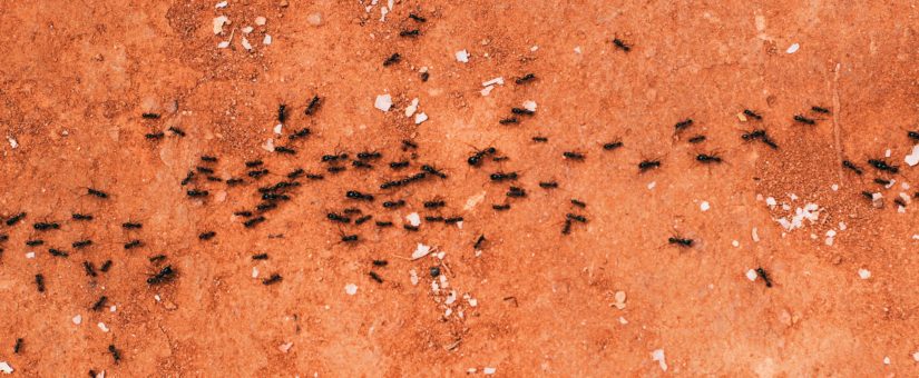 Todo lo que debes saber sobre las plagas de hormigas