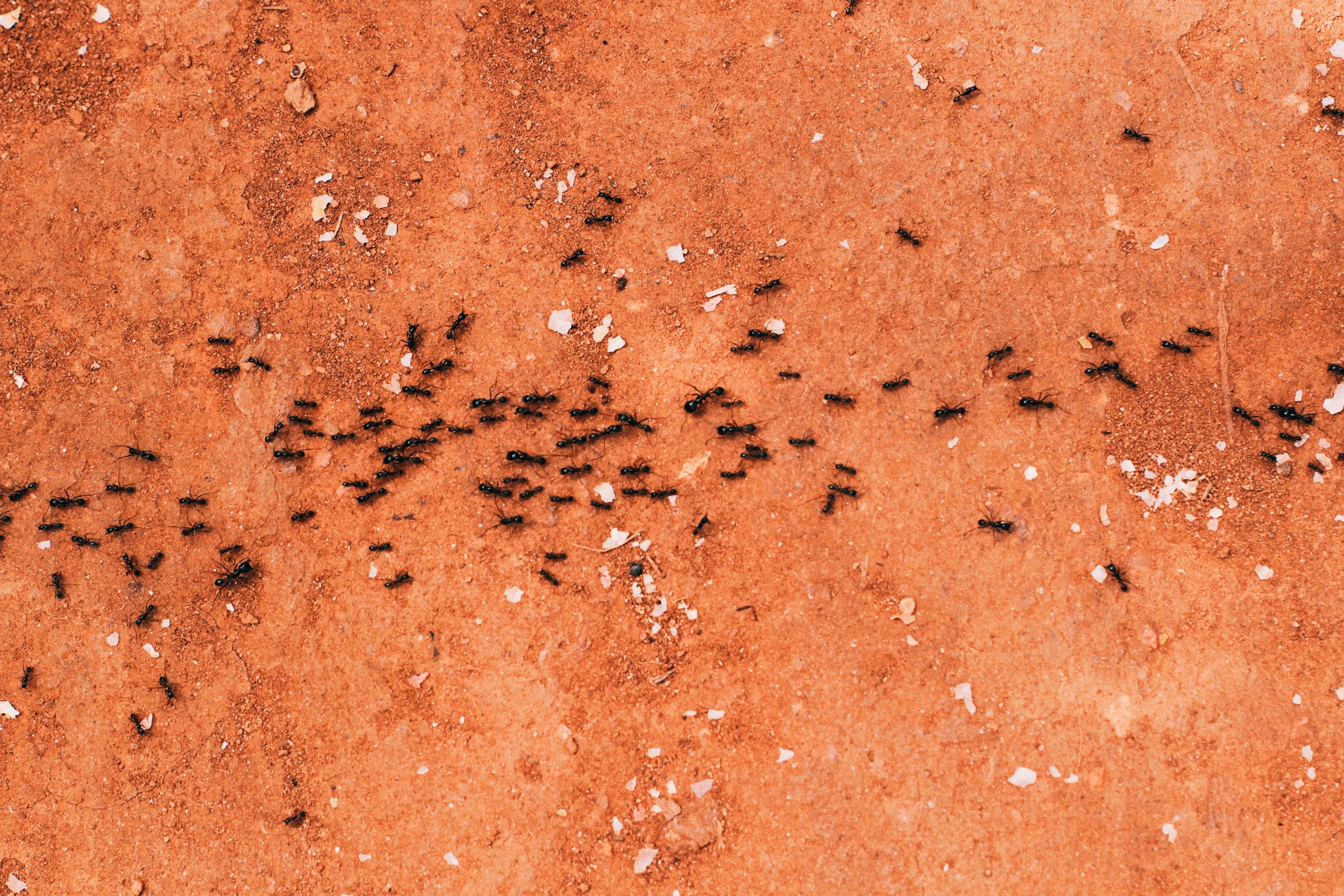 Todo lo que debes saber sobre las plagas de hormigas