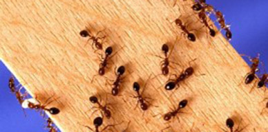 Cómo detectar una plaga de hormigas en una vivienda