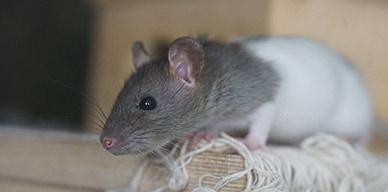 Las ratas provocan grandes pérdidas en los negocios. Cómo combatir y prevenir una plaga
